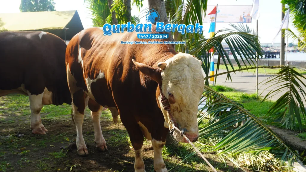 Qurban Berkah 2026: LAZ Amal Bunda dan Ethos Kreatif Indonesia Tebar Lebih dari 1,7 Ton Daging Qurban